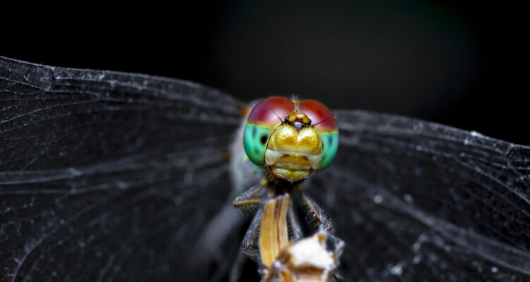 Best Cameras for Macro Photography