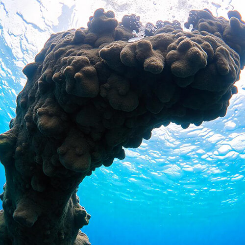 Basic underwater photography