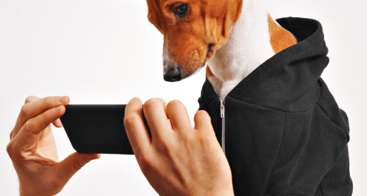 pet photos, pet photography
