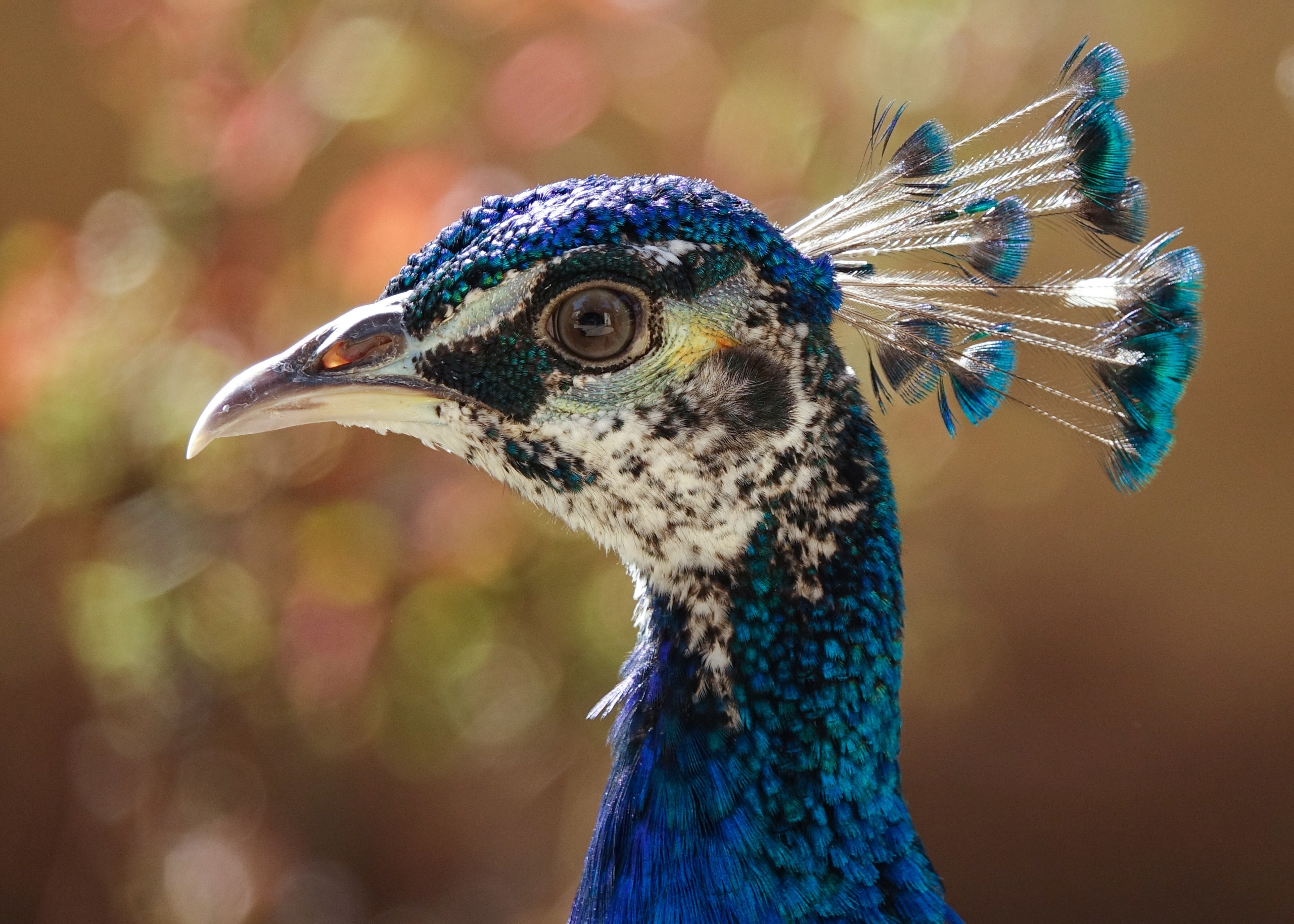bird photography