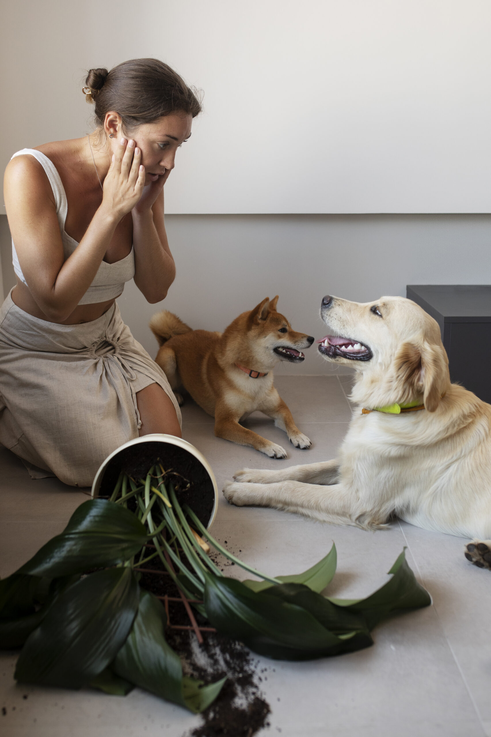 pet photography 
