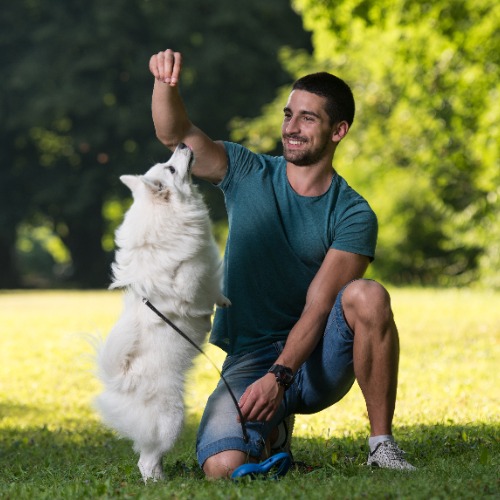 Simple Training Tips for a Well-Behaved Dog 2025 (2)