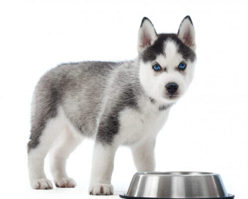 The Best Dog Food Guide for a Happy and Healthy Pooch ,dog food, nutrition
