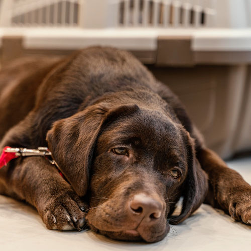 10 Common Signs Your Dog Needs a Vet