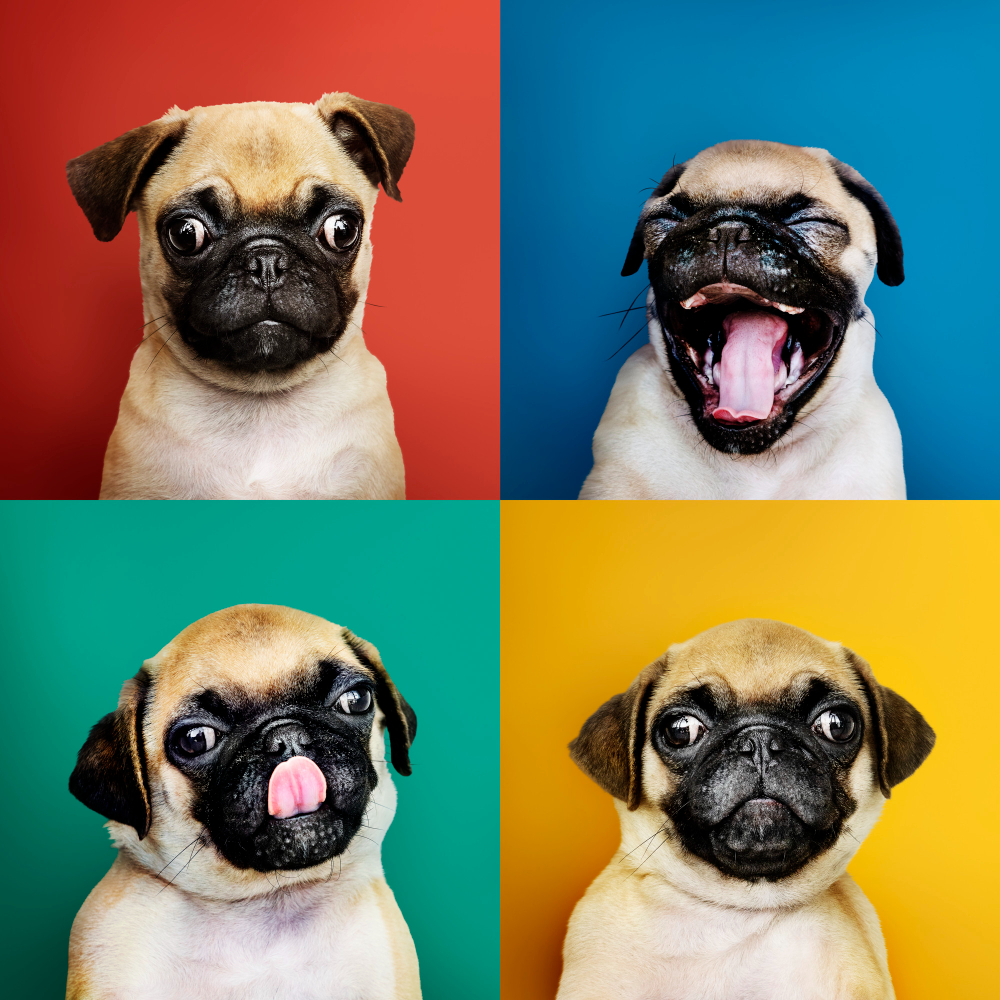 pet expressions