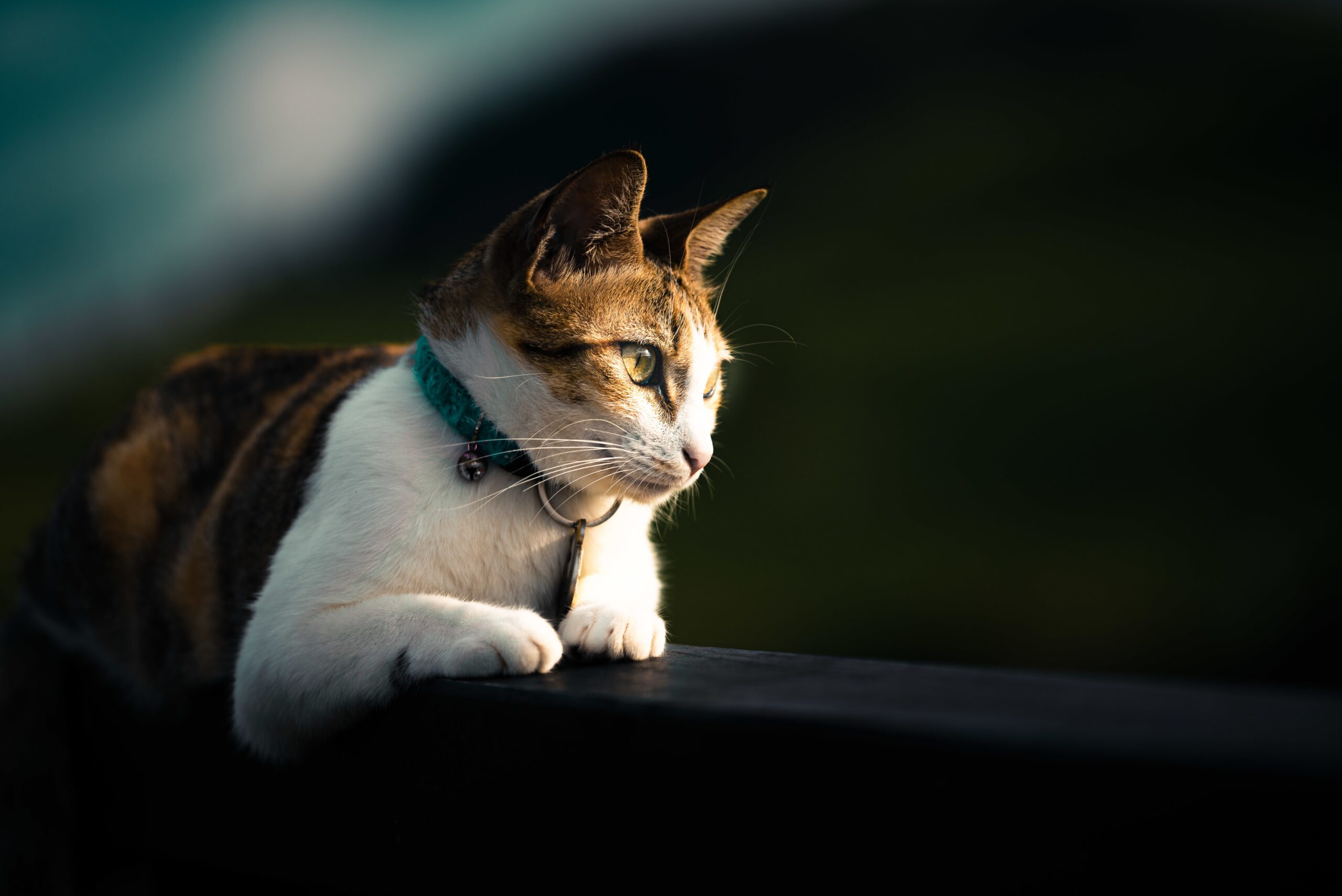 Bring out the best pet photos 