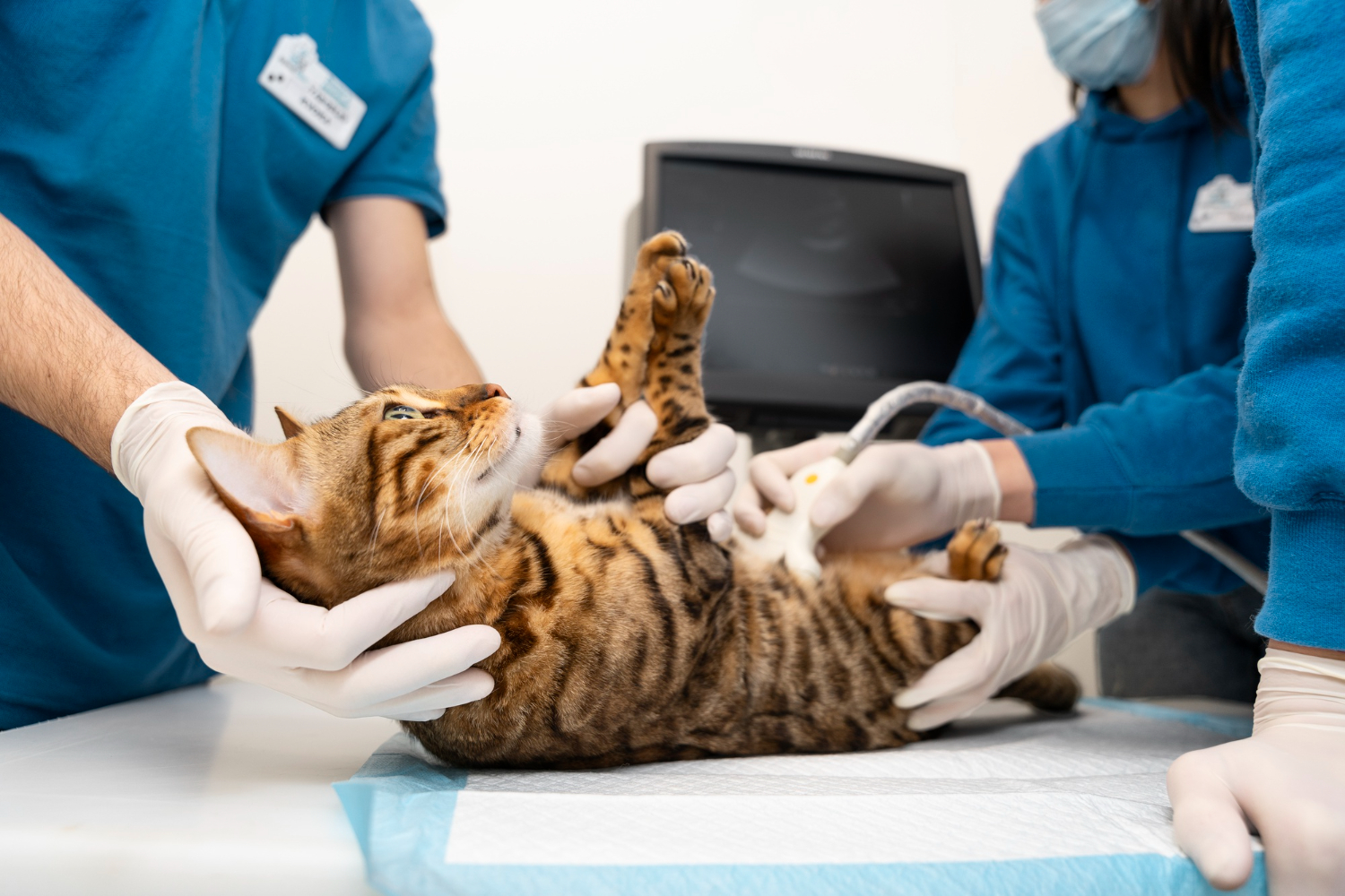 Cardiopulmonary resuscitation (CPR)