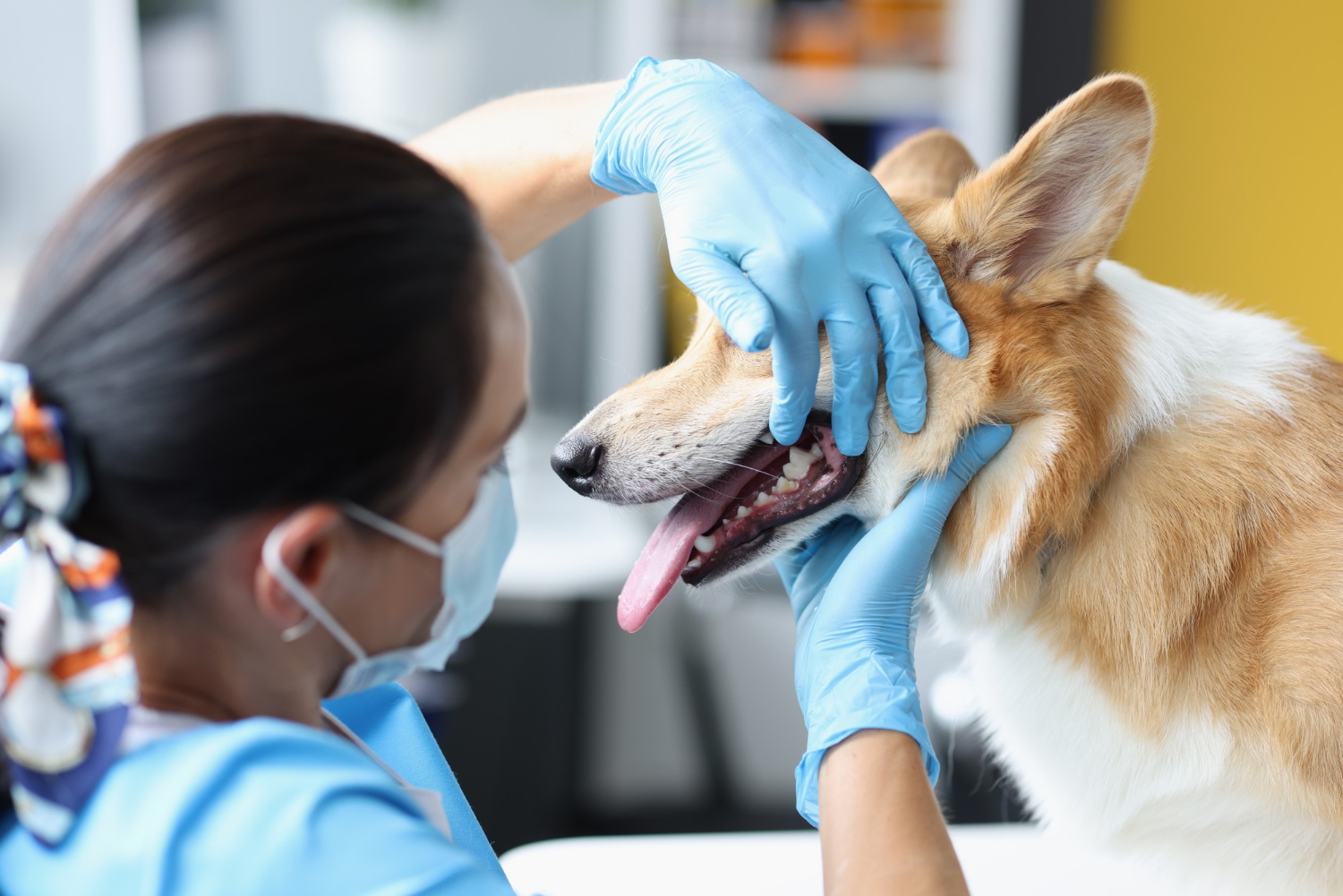 Dental Health Check-Ups