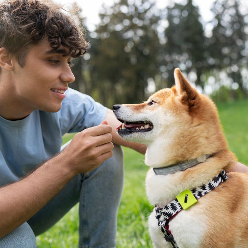Exciting Tips for New Pet Owner