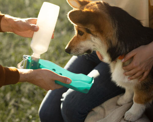 First Aid Tips for Safe and Happy Pets 2025 (2)