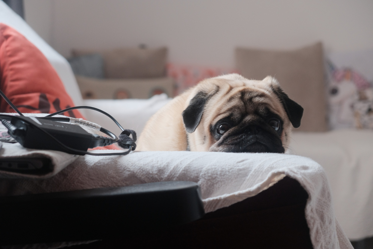 Impact on Pet's Quality of Life