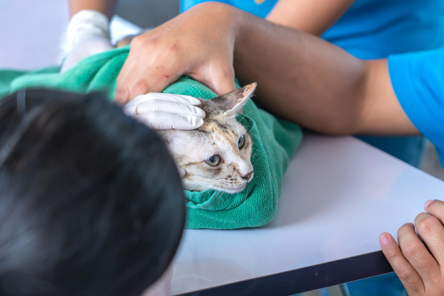 Long-Term Health Risks of Skipping Vet Visits
