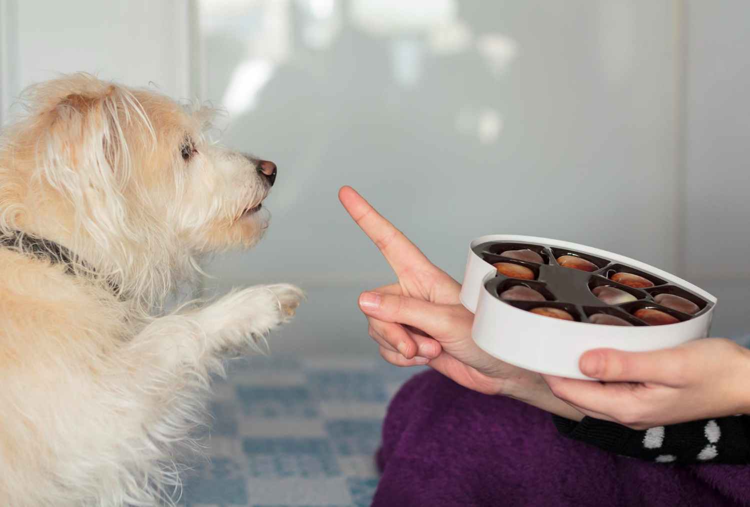 Not giving the treats fast enough