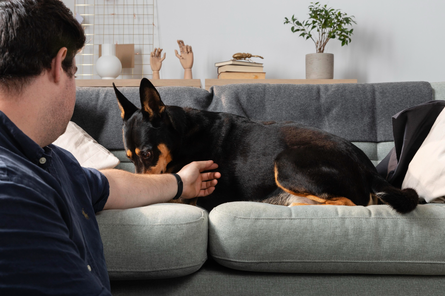 Not training your adult or senior dog