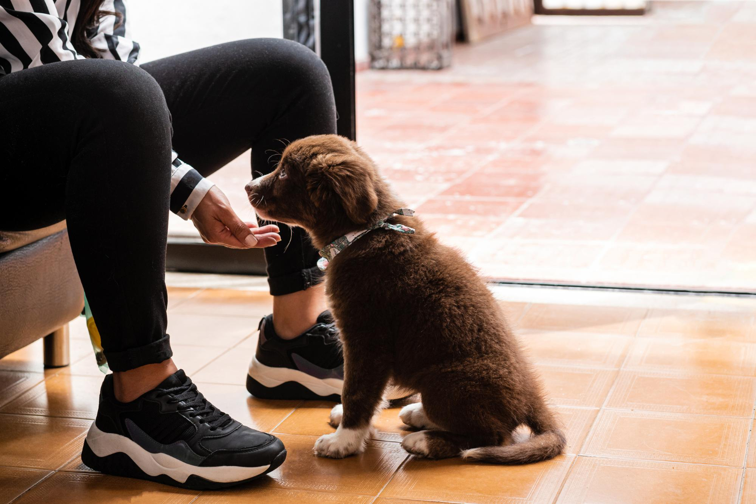 Not training your puppy or young dog