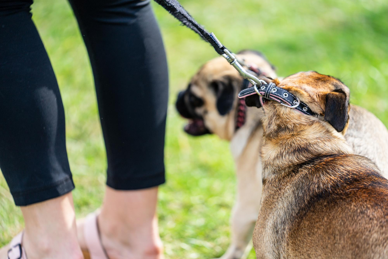 Using leash corrections