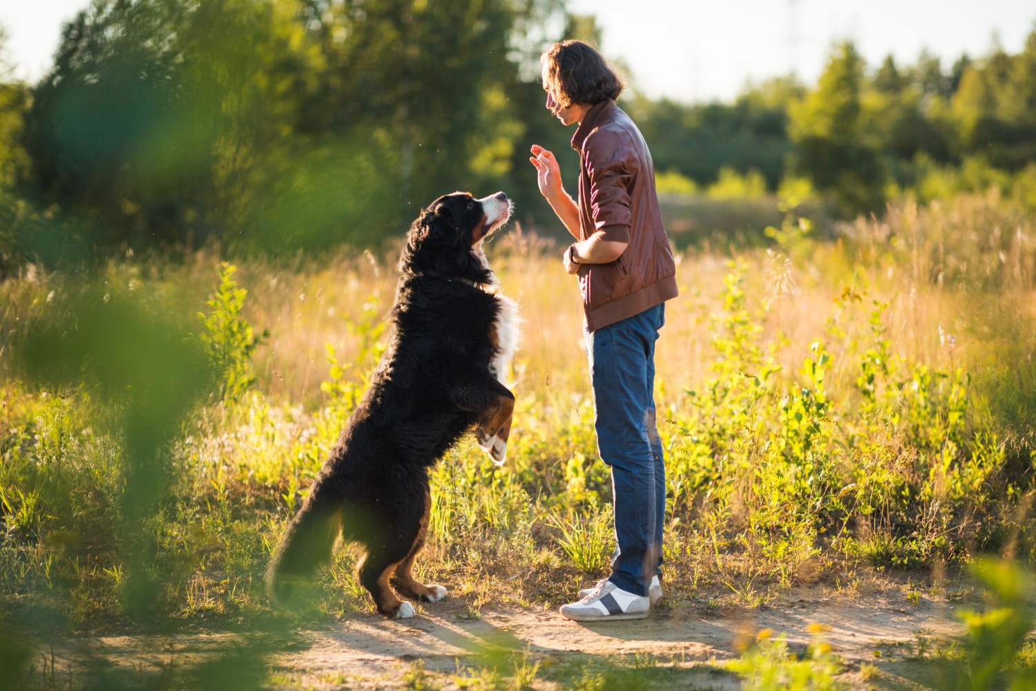 Using praise to train a dog