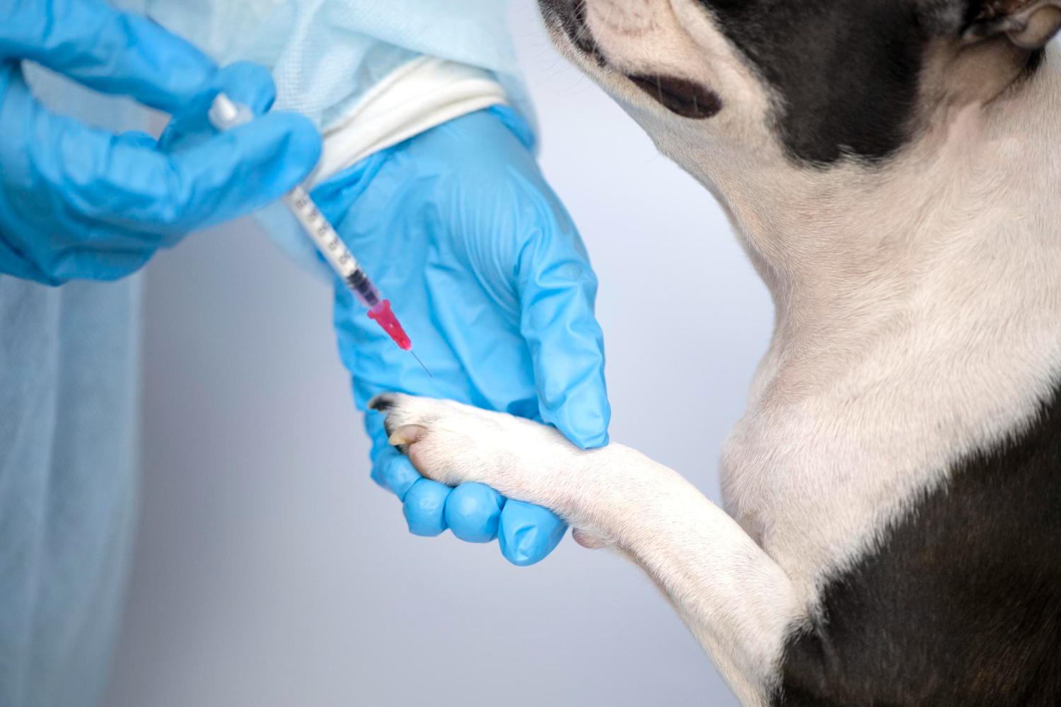 Vaccination and Immunization