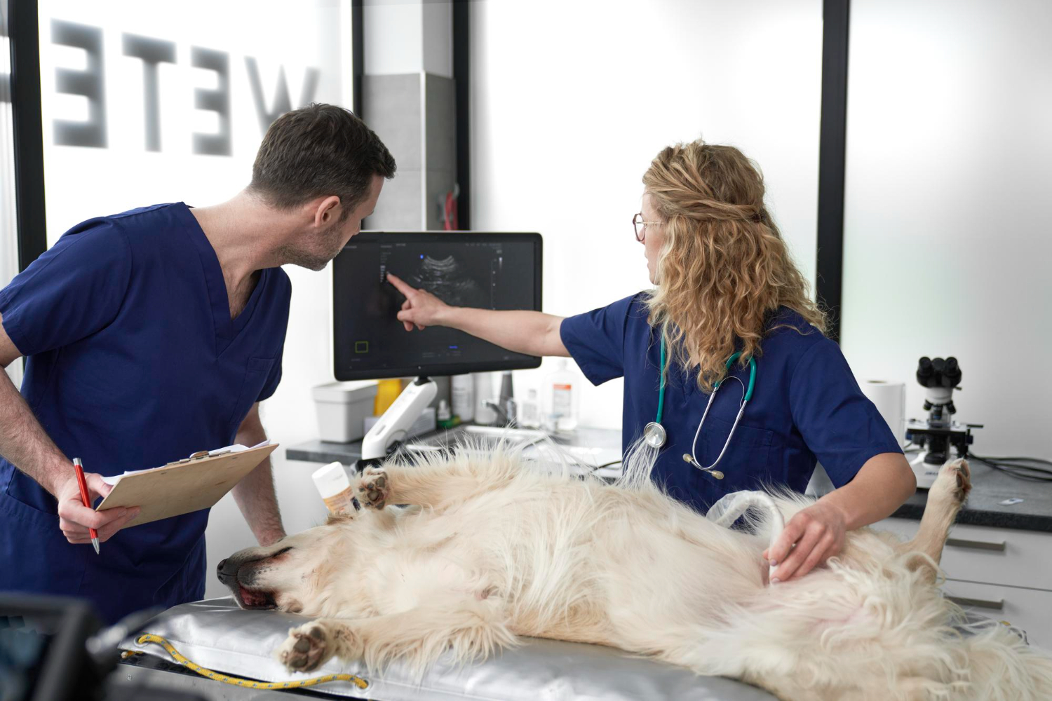 Why Regular Vet Visits Are Important
