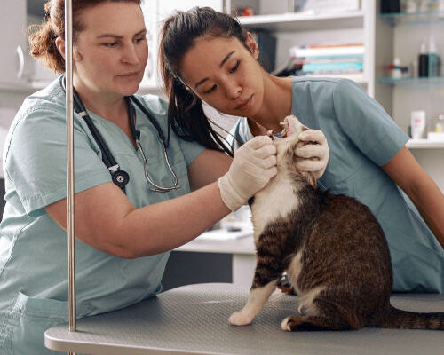Why Routine Check-Ups Are Important for Your Pet 2025